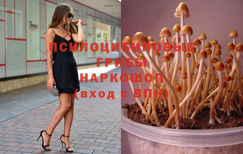 блэк спрут сайт  где продают   Майкоп  Псилоцибиновые грибы Magic Shrooms 